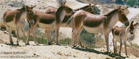 Kiang, Tibetan wild ass