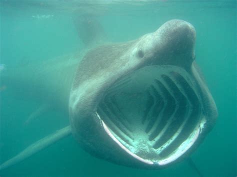 Tiburones en Galicia: Devoradores de plancton