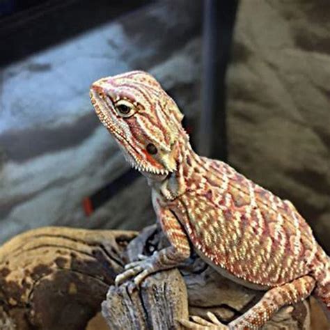 Do reptiles make the best pets? - DIY Seattle