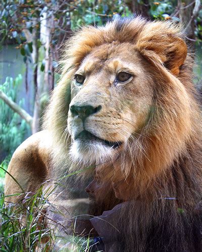 Lion King, Taronga Zoo, Sydney | The lion enclosure is separ… | Flickr