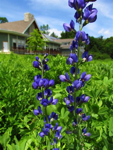 Mad Phenology : June 5 Making Sense of Indigos