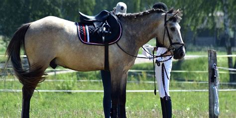 Buckskin Horses: All You Need To Know About This Gorgeous Color – Insider Horse – Latest ...