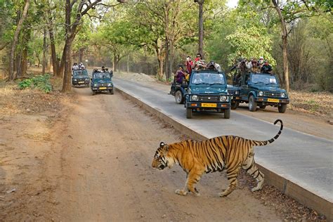 Ride to Swai Madhopur with Maharajas Express - Things to do