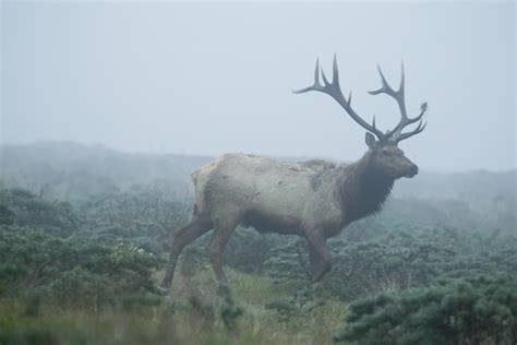 IMG_87579_Tule_Elk_California_Sebastian_Kennerknecht | Sebastian Kennerknecht Photography