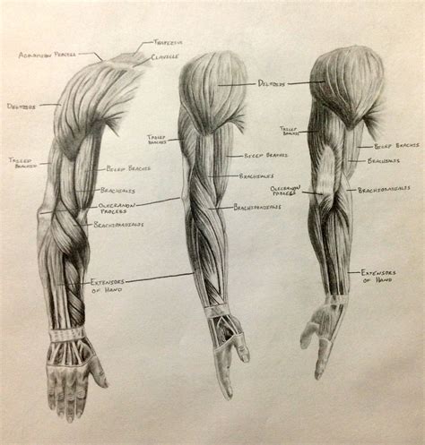 front of arm muscle anatomy - Google Search | Human muscle anatomy ...