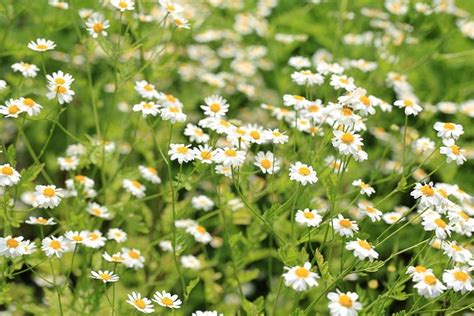 PYRETHRUM 100MM | The Garden Feast