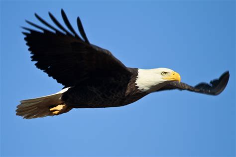 Free Images : nature, wing, sky, flying, wildlife, wild, beak, flight, predator, soaring, fauna ...