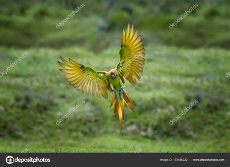 Great Green Macaw Flying