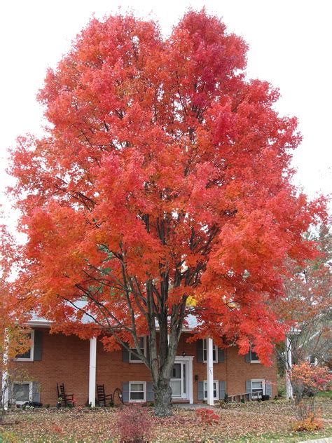 Timing Fall Leaf Color Of Red Maple Cultivars | What Grows There :: Hugh Conlon ...