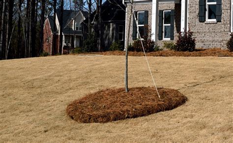 Volcano Mulching – Doing This Can Kill Your Tree – The Tree Care Guide