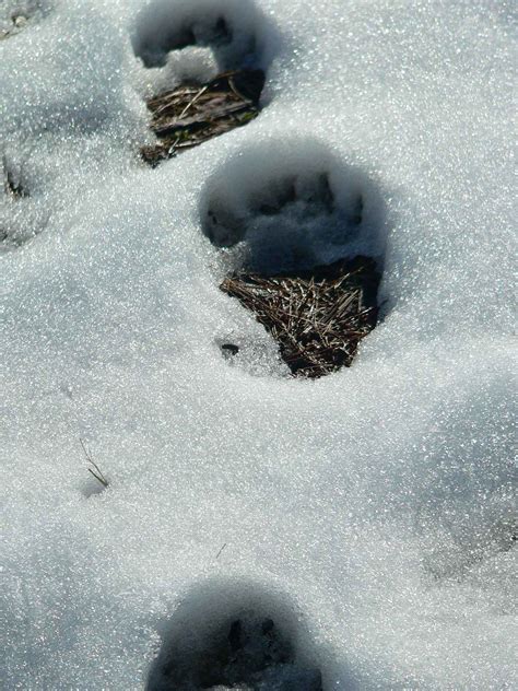 File:Bear tracks in snow.jpg - Wikimedia Commons