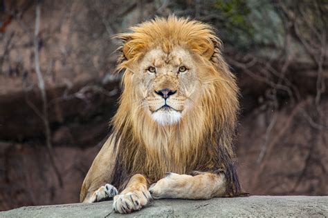 Lincoln Park Zoo Is Getting A $35 Million Lion House Overhaul — But It Means The Lions Will Be ...