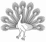 Peacock Free coloring Page  Download Print Or Color Online For sketch template