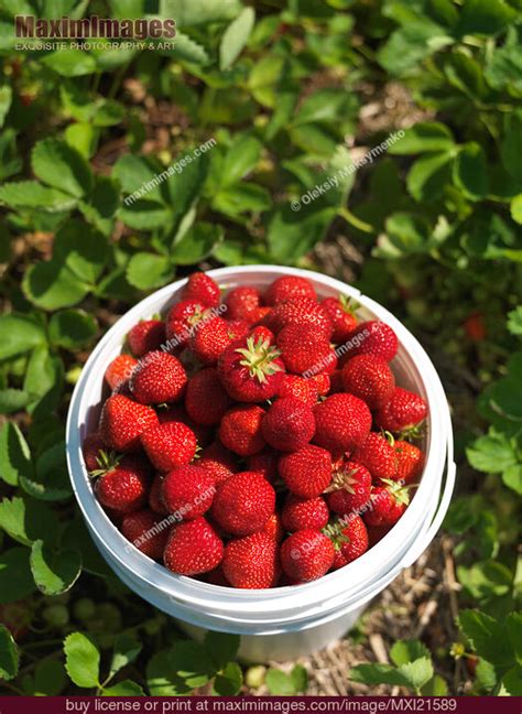 Strawberry Farm. Stock Photo MXI21589