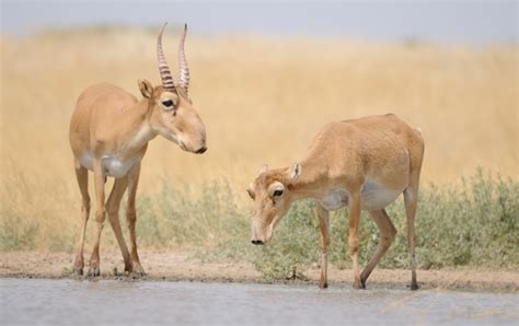 Saiga is Critically Endangered | Restore Species Partnership