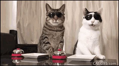 Cats Funny Animals GIF - Cats FunnyAnimals Funny - Discover & Share GIFs