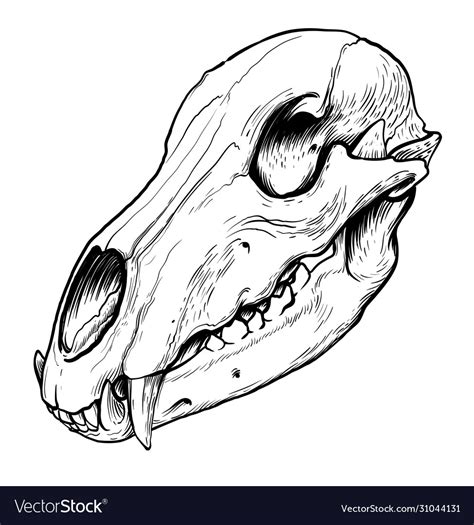 Bear skull Royalty Free Vector Image - VectorStock