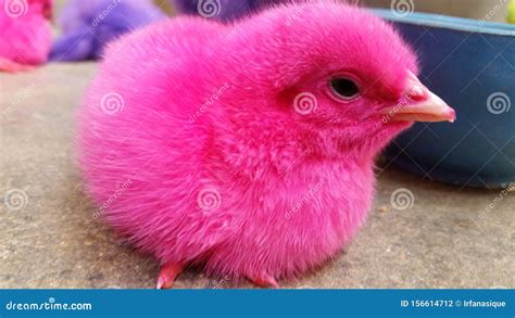 Colourful Pink Chick Hen Child Stock Photo - Image of dyed, cute: 156614712