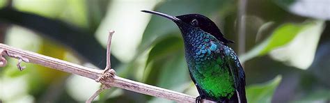 2021 Jamaica Birding & Nature Tour, Caribbean Endemics | Naturalist Journeys