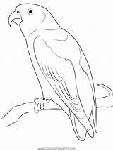 Sula Hanging Parrot Coloring Page For Kids  Free Parrots Printable sketch template