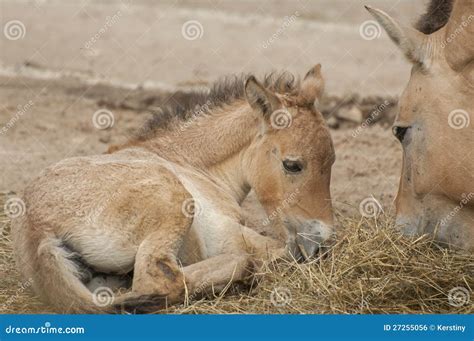 Przewalski s horse stock photo. Image of mane, outdoor - 27255056