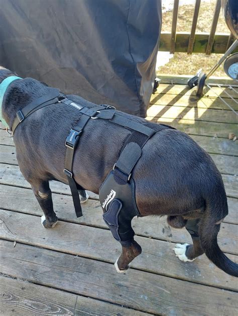 Understanding Dog ACL Braces and Their Importance – Tailwindpets