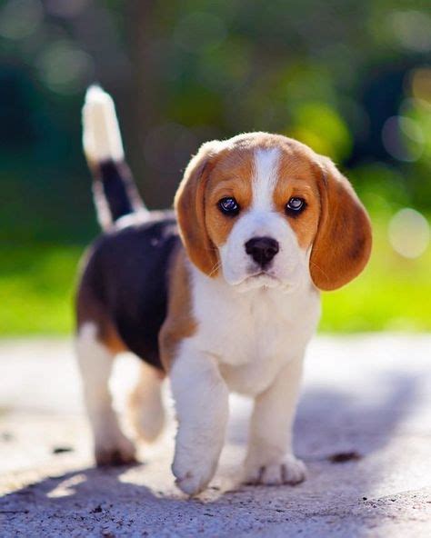 7 Begal puppies ideas | puppies, beagle puppy, beagle dog