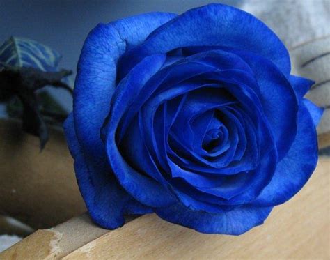 Blue Gift of Roses and Personal Notes on Petals