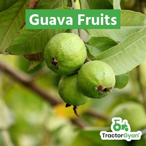 Guava Fruit Farming - A Complete Guide For Farmers (tg1177)