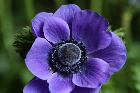 Anemone Flower Pictures - Pictures Gallery Blog | Bloemen, Kleuren