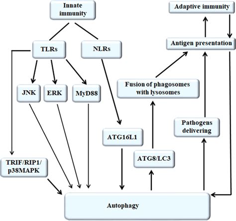 The mechanism of autophagy regulating immune system. Autophagy can be ...