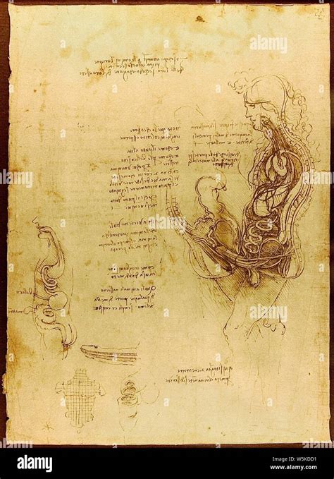 Da Vinci Coition of a Hemisected Man and Woman Luc Viatour Stock Photo ...