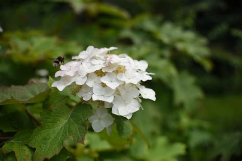 5 Must-Grow Dwarf Hydrangea Cultivars For A Narrow Border Or Garden Bed | Horticulture Magazine