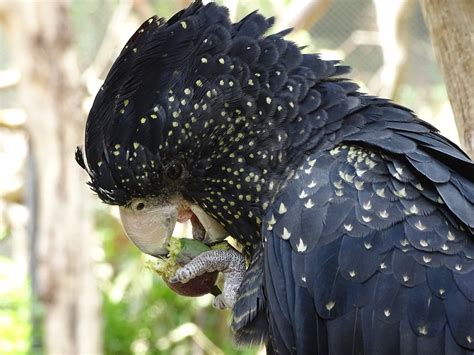 Bird Cockatoo Ornithology - Free photo on Pixabay