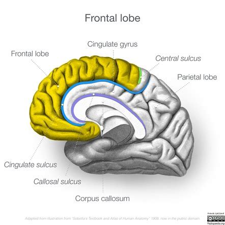 Neuroanatomy: medial cortex (diagrams) | Image | Radiopaedia.org