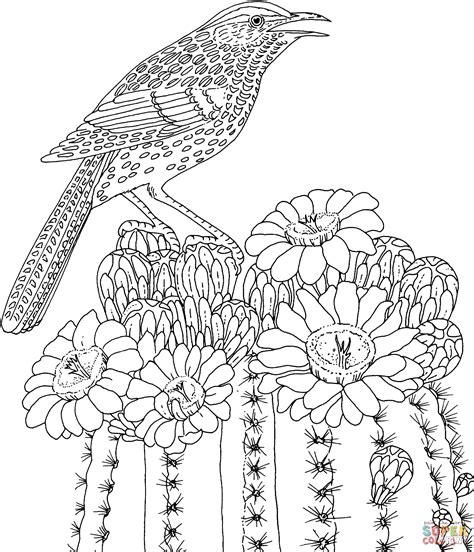 Cactus Wren and Saguaro blossom Arizona state bird and flower coloring ...