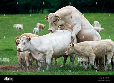 Bull (Bos taurus) mating with cow in field with calves, La Brenne ...