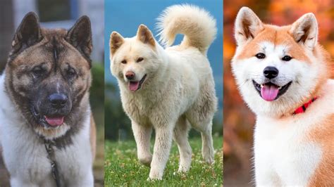 39+ Akita Mix Breeds: A Pet Parent Guide