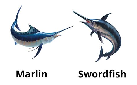 Marlin vs Swordfish | Charter Fishing Destin