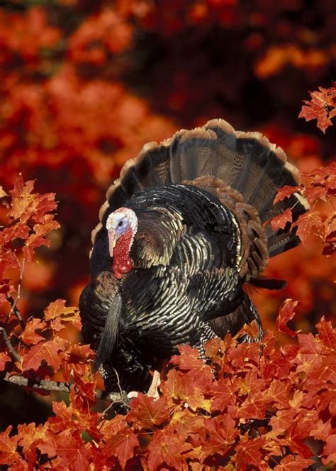 Wild turkey in autumn | Beautiful birds, Turkey population, Autumn