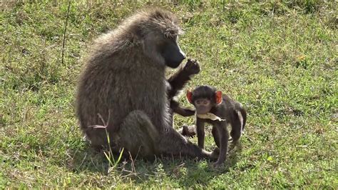 Happy Baboon Family - YouTube