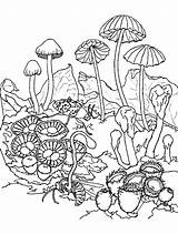 Kingdom Fungi Coloring Worksheet Sketch Page sketch template