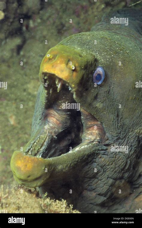 Panamic Green Moray Eel with mouth open showing teeth-closeup ...