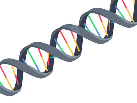 Flexi answers - What types of bonds hold dna double helix? | CK-12 ...