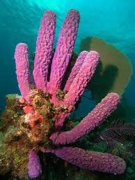 Tube Sponge - Reproduction!