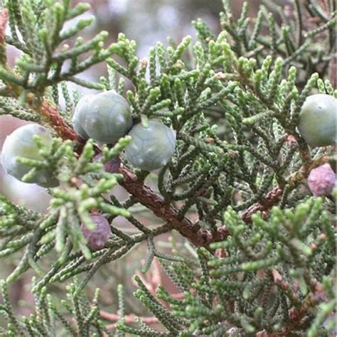 Moroccan Cypress Tree Seeds Cupressus dupreziana var. - Etsy