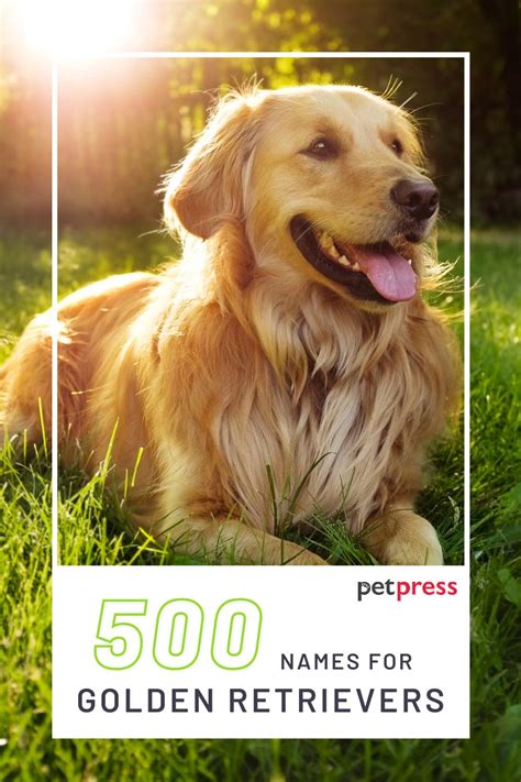 500 Golden Retriever Names - Popular Male and Female Names - PetPress