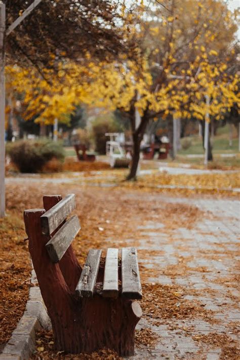 A Bench in the Park in Autumn · Free Stock Photo