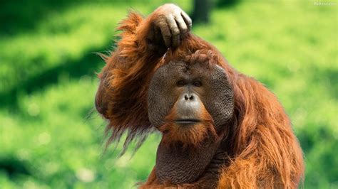 746 Orangutan Wallpaper Hd Pics - MyWeb