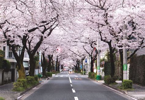 17 Best Places To See Cherry Blossoms in Tokyo | Tokyo Weekender